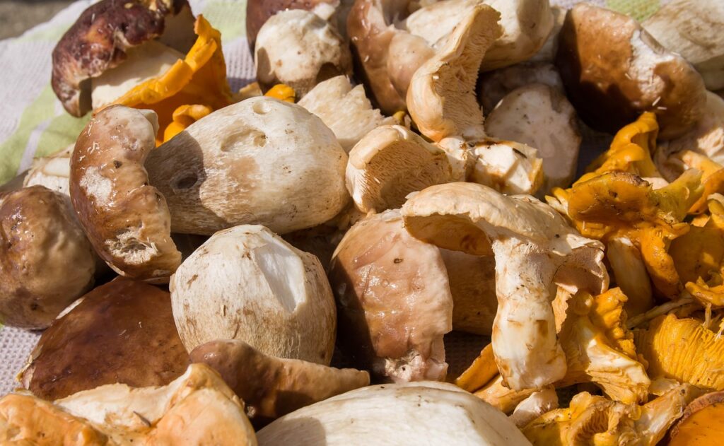 Un assortiment de champignons trouvés dans les marchés d'automne